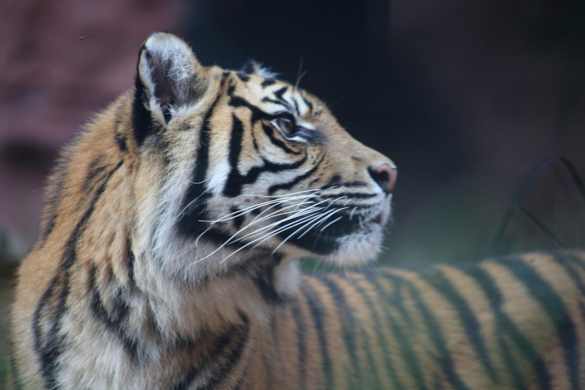 Sumatra Tigers 4-28-2014 037          